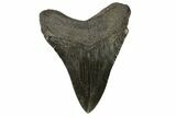 Serrated, Fossil Megalodon Tooth - Beautiful Enamel #168038-2